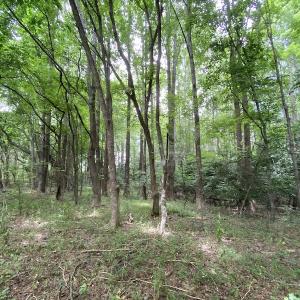 Photo #23 of SOLD property in Off General Mahone Highway, Waverly, VA 41.0 acres
