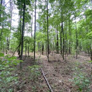 Photo #24 of SOLD property in Off General Mahone Highway, Waverly, VA 41.0 acres