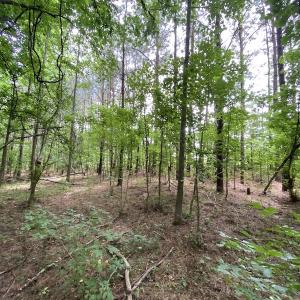 Photo #25 of SOLD property in Off General Mahone Highway, Waverly, VA 41.0 acres