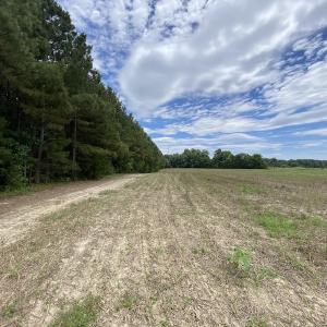 Photo #28 of SOLD property in Off General Mahone Highway, Waverly, VA 41.0 acres