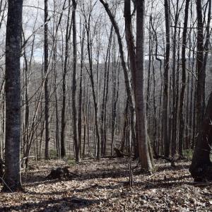 Photo #44 of SOLD property in 2880 South Buffalo Rd, Lexington, VA 341.1 acres