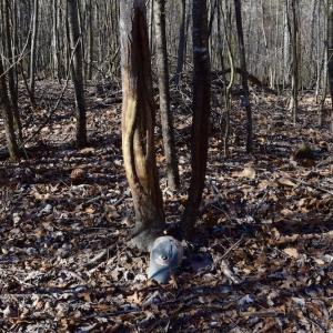Photo #45 of SOLD property in 2880 South Buffalo Rd, Lexington, VA 341.1 acres