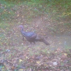 Photo #61 of SOLD property in 2880 South Buffalo Rd, Lexington, VA 341.1 acres