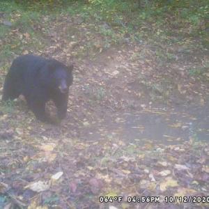 Photo #62 of SOLD property in 2880 South Buffalo Rd, Lexington, VA 341.1 acres