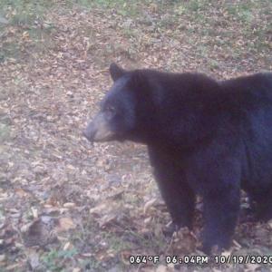 Photo #63 of SOLD property in 2880 South Buffalo Rd, Lexington, VA 341.1 acres