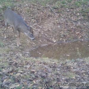 Photo #66 of SOLD property in 2880 South Buffalo Rd, Lexington, VA 341.1 acres