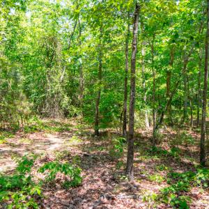 Photo #17 of SOLD property in Off NC 98 HWY, Louisburg, NC 16.0 acres