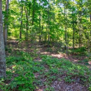 Photo #21 of SOLD property in Off NC 98 HWY, Louisburg, NC 16.0 acres
