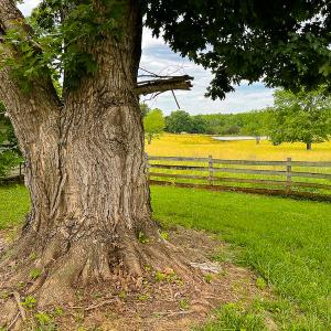 Photo #22 of 2235 Cherry Grove Road, Yanceyville, NC 11.2 acres