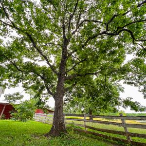 Photo #24 of 2235 Cherry Grove Road, Yanceyville, NC 11.2 acres
