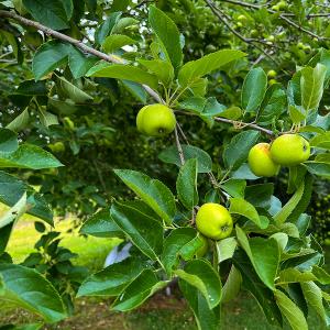 Photo #26 of 2235 Cherry Grove Road, Yanceyville, NC 11.2 acres