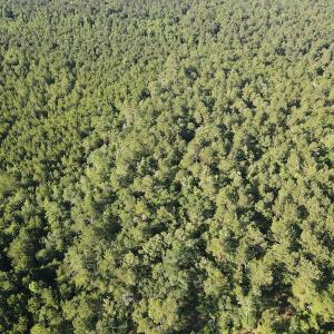 Photo #29 of Off Johnsontown Road, Elizabethtown, NC 129.5 acres