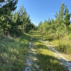 Photo #4 of Off Johnsontown Road, Elizabethtown, NC 129.5 acres