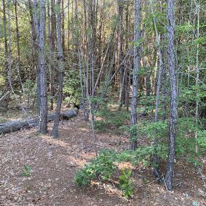 Photo #5 of Off Johnsontown Road, Elizabethtown, NC 129.5 acres