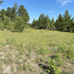 Photo #6 of Off Johnsontown Road, Elizabethtown, NC 129.5 acres