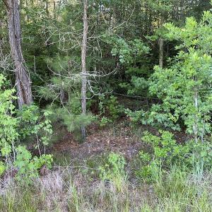 Photo #9 of Off Johnsontown Road, Elizabethtown, NC 129.5 acres