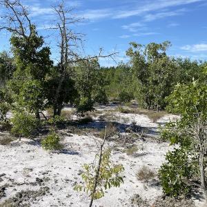 Photo #16 of Off Johnsontown Road, Elizabethtown, NC 129.5 acres