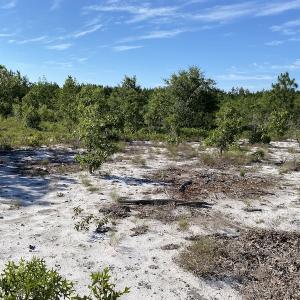 Photo #18 of Off Johnsontown Road, Elizabethtown, NC 129.5 acres