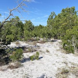 Photo #19 of Off Johnsontown Road, Elizabethtown, NC 129.5 acres