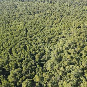 Photo #33 of Off Johnsontown Road, Elizabethtown, NC 129.5 acres