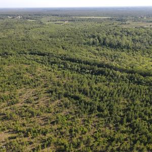 Photo #41 of Off Johnsontown Road, Elizabethtown, NC 129.5 acres