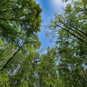 Photo #8 of 1035 Mill Road, Clover, VA 217.9 acres