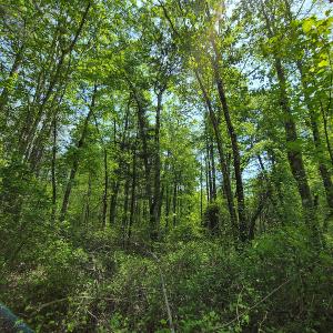 Photo #9 of 1035 Mill Road, Clover, VA 217.9 acres