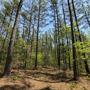 Photo #11 of 1035 Mill Road, Clover, VA 217.9 acres