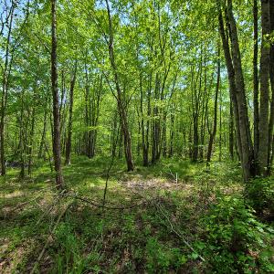 Photo #13 of 1035 Mill Road, Clover, VA 217.9 acres