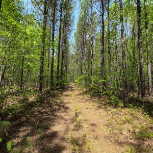 Photo #15 of 1035 Mill Road, Clover, VA 217.9 acres