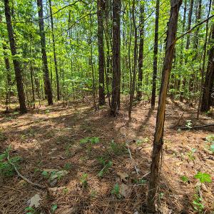 Photo #17 of 1035 Mill Road, Clover, VA 217.9 acres