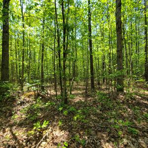 Photo #19 of 1035 Mill Road, Clover, VA 217.9 acres
