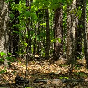 Photo #22 of 1035 Mill Road, Clover, VA 217.9 acres