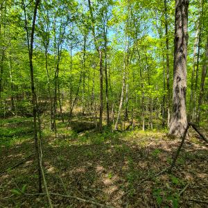 Photo #25 of 1035 Mill Road, Clover, VA 217.9 acres