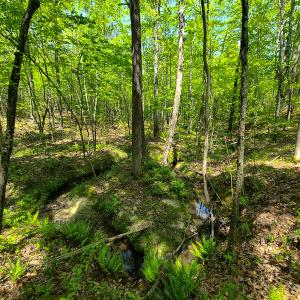 Photo #26 of 1035 Mill Road, Clover, VA 217.9 acres