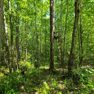Photo #29 of 1035 Mill Road, Clover, VA 217.9 acres