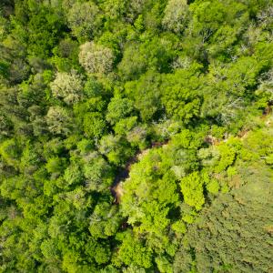 Photo #36 of 1035 Mill Road, Clover, VA 217.9 acres