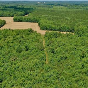 Photo #6 of SOLD property in Off Old Macon Hwy, Macon, NC 42.0 acres