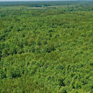 Photo #7 of SOLD property in Off Old Macon Hwy, Macon, NC 42.0 acres