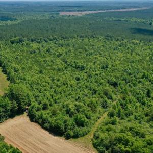 Photo #11 of SOLD property in Off Old Macon Hwy, Macon, NC 42.0 acres