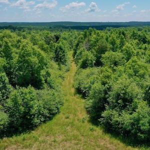 Photo #17 of SOLD property in Off Old Macon Hwy, Macon, NC 42.0 acres
