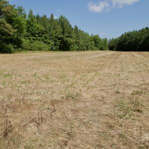 Photo #20 of SOLD property in Off Old Macon Hwy, Macon, NC 42.0 acres