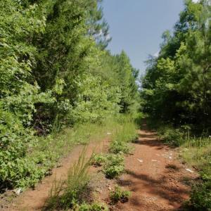 Photo #25 of SOLD property in Off Old Macon Hwy, Macon, NC 42.0 acres