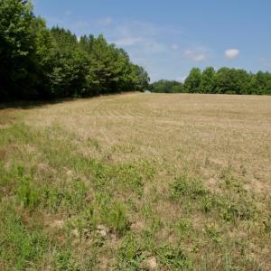 Photo #26 of SOLD property in Off Old Macon Hwy, Macon, NC 42.0 acres