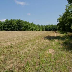 Photo #27 of SOLD property in Off Old Macon Hwy, Macon, NC 42.0 acres