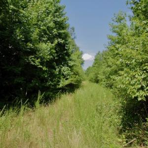 Photo #32 of SOLD property in Off Old Macon Hwy, Macon, NC 42.0 acres