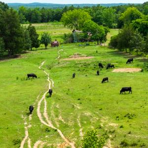 Photo #8 of SOLD property in Off Ephesus Church Road, Semora, NC 34.1 acres