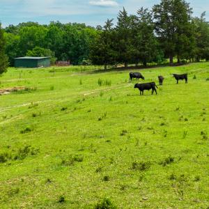 Photo #15 of SOLD property in Off Ephesus Church Road, Semora, NC 34.1 acres
