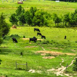 Photo #23 of SOLD property in Off Ephesus Church Road, Semora, NC 34.1 acres