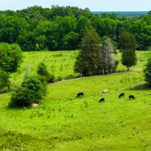 Photo #27 of SOLD property in Off Ephesus Church Road, Semora, NC 34.1 acres